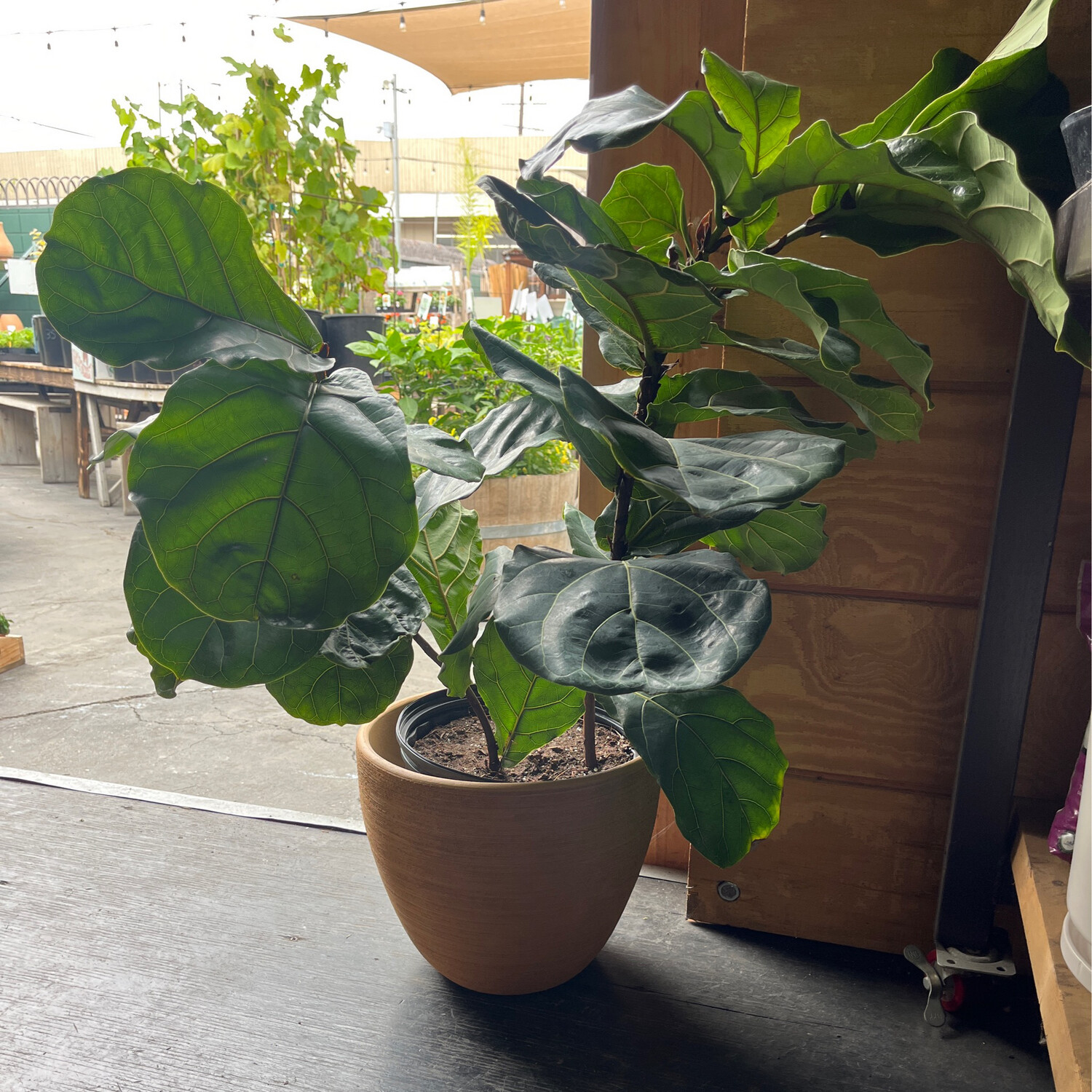 Ficus Lyrata &#39;Bush&#39; (Fiddle Leaf Fig) - 10&#39;&#39; 
