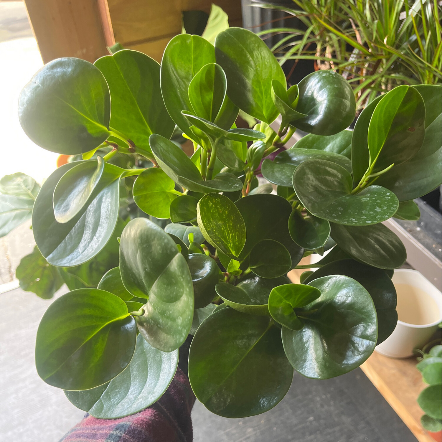 Peperomia Obtusifolia Green - 06&#39;&#39; 