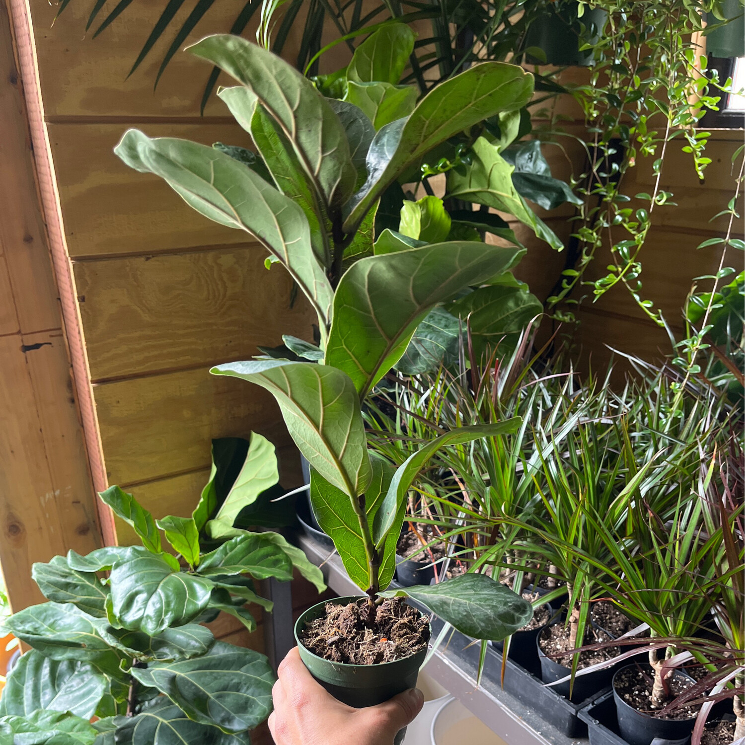 Ficus Pandurata (Fiddle Leaf Fig) - 4&quot;
