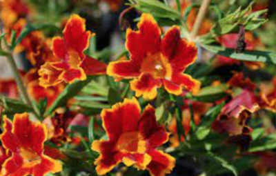 Mimulus 'Jelly Bean Fiesta Marigold' (Monkeyflower) - 1g