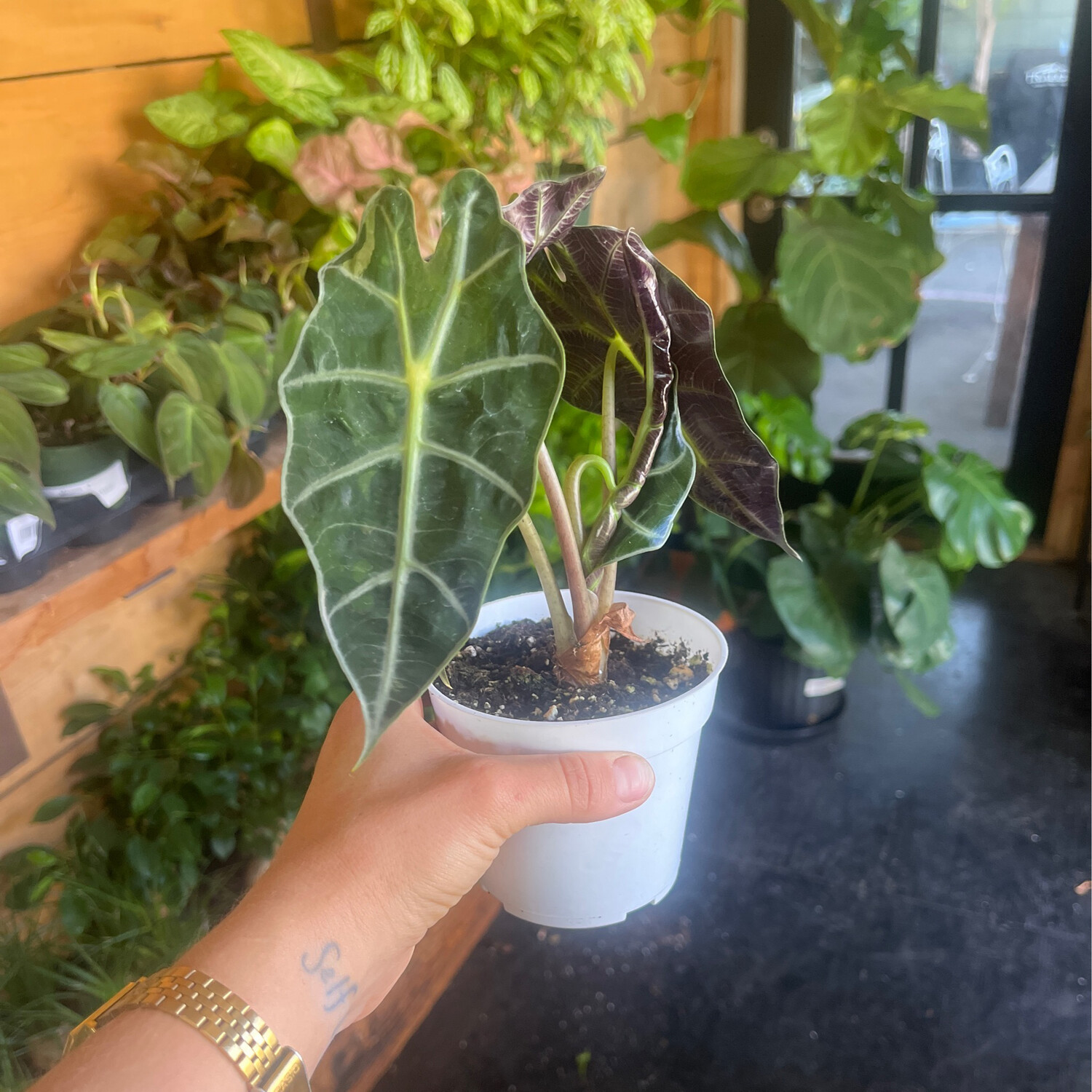 Alocasia - 4&quot;
