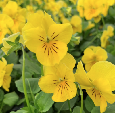 Viola &#39;Penny Yellow&#39; - 6pk