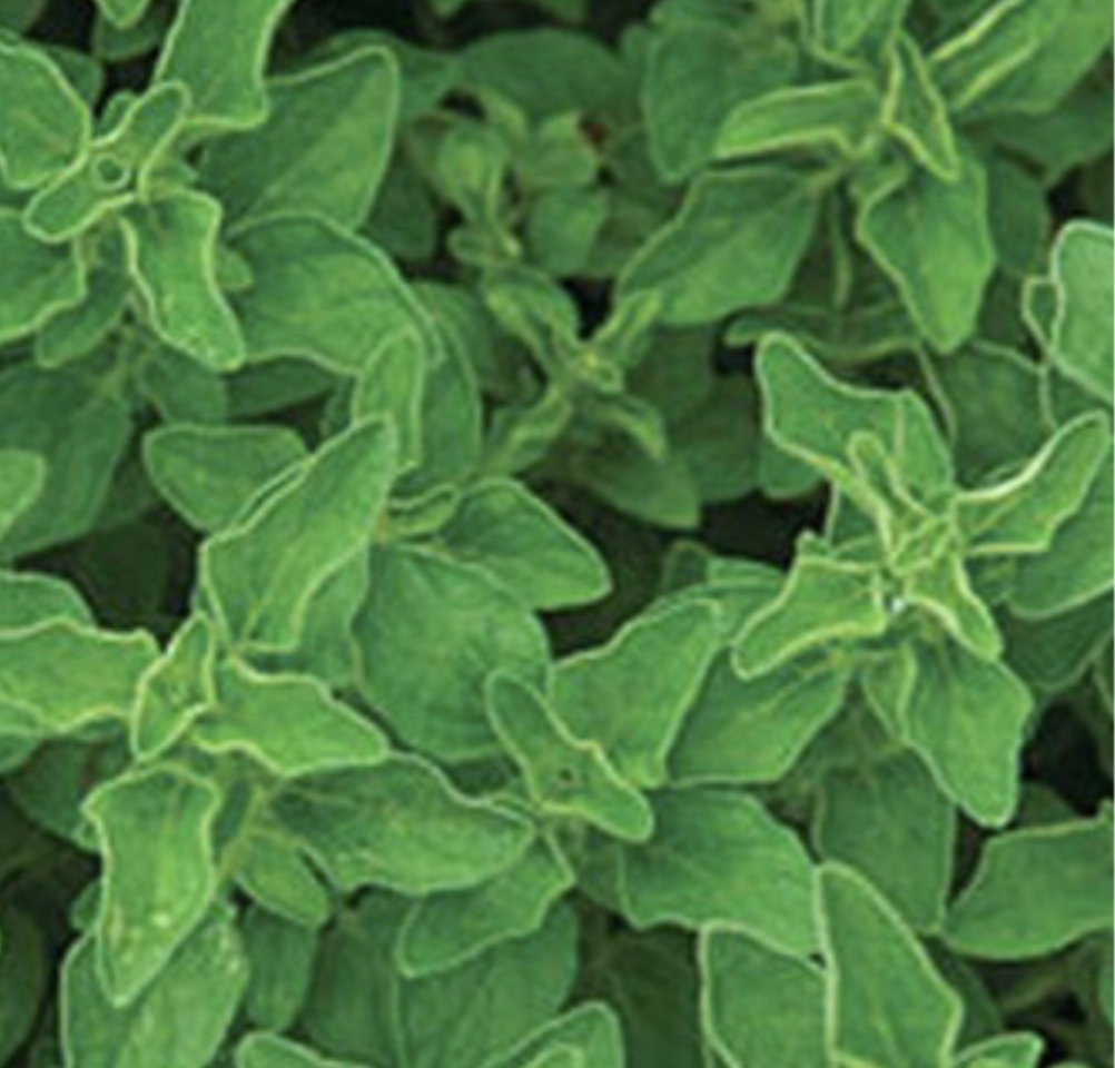 Oregano &#39;Greek&#39; OG - 4&quot;