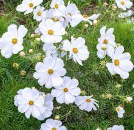 Cosmos &#39;Sonata White&#39; - 6pk