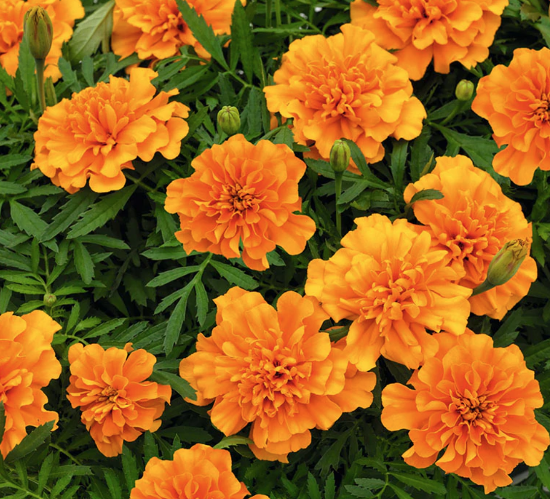 Marigold &#39;Super Hero Deep Orange&#39; - 6pk