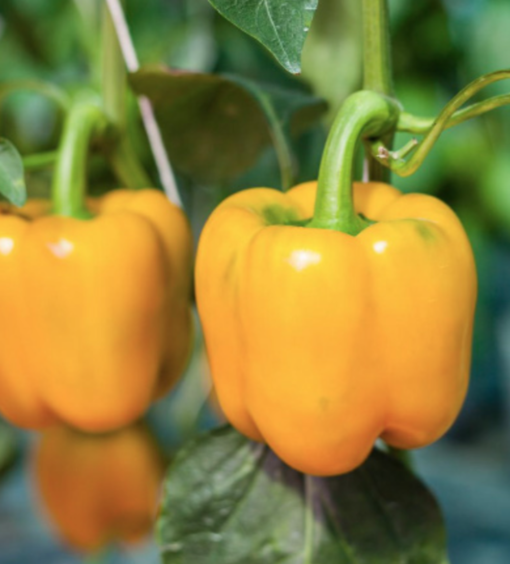 Bell Pepper &#39;Golden&#39; OG - 4&quot;