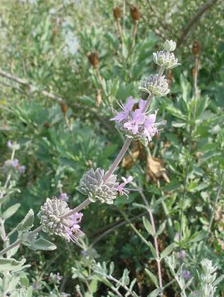 Salvia &#39;Thor&#39; - 1g