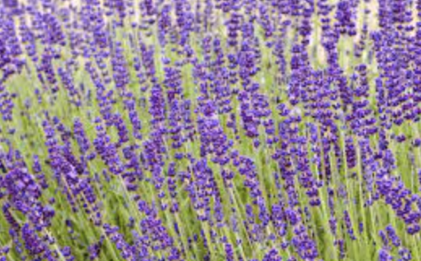 Lavender &#39;Hidcote Blue&#39; OG - 4&quot;