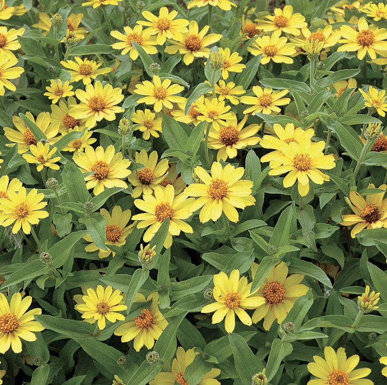 Zinnia &#39;Profusion Yellow&#39; - 6pk