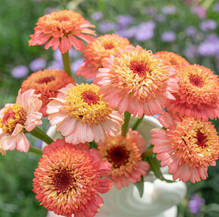 Zinnia &#39;Zinderella Peach&#39; - 6pk
