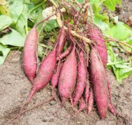 Sweet Potato &#39;Ann&#39; - 5&quot;