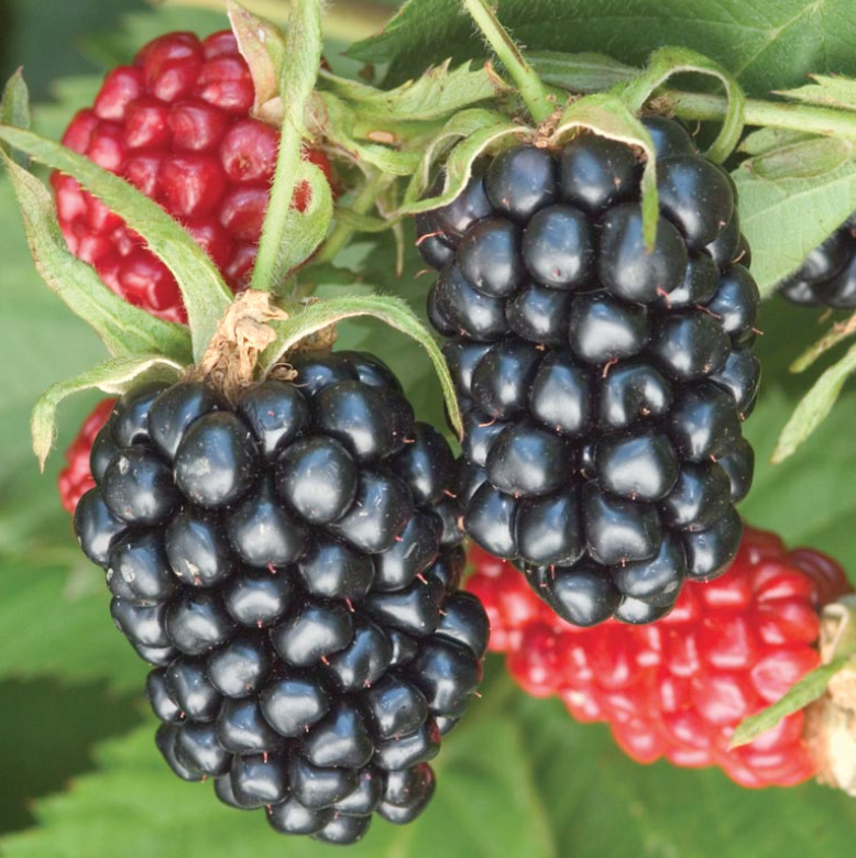 Blackberry &#39;Apache&#39; - 1/2g