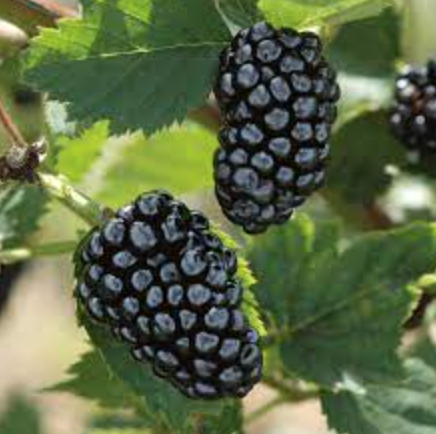 Blackberry &#39;Natchez&#39; - 1/2g