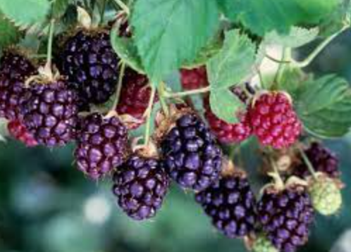Boysenberry - 8&quot;