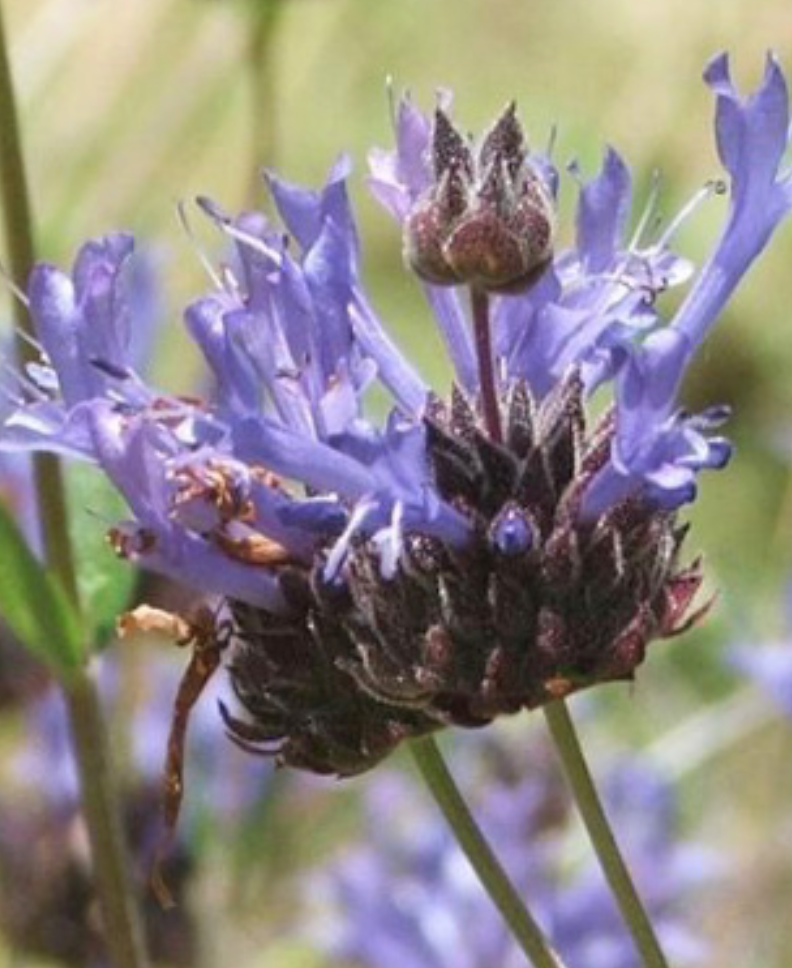 Salvia clevelandii (Winifred Gilman) - 1 gal