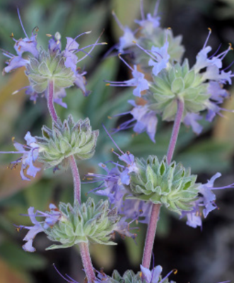 Salvia 'Bees Bliss' - 1g