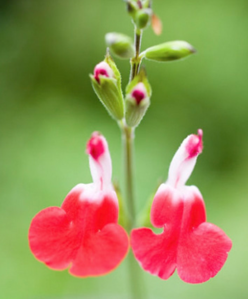 Salvia greggii &#39;Hot Lips&#39; - 1g