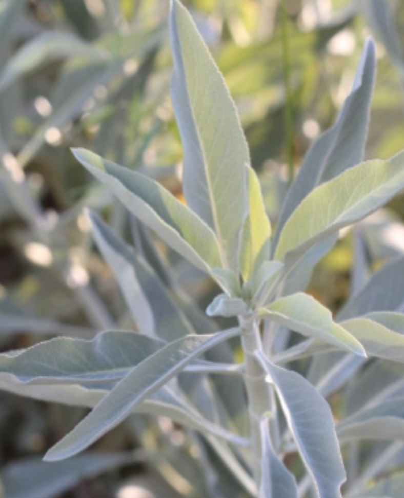 Salvia apiana (White Sage) - 1g