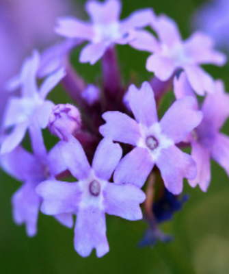 Verbena lilacina &#39;De la Mina&#39; - 1g