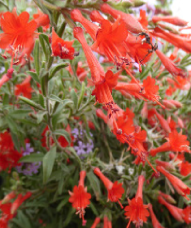 Zauschneria cal. (Epilobium canum) -1g