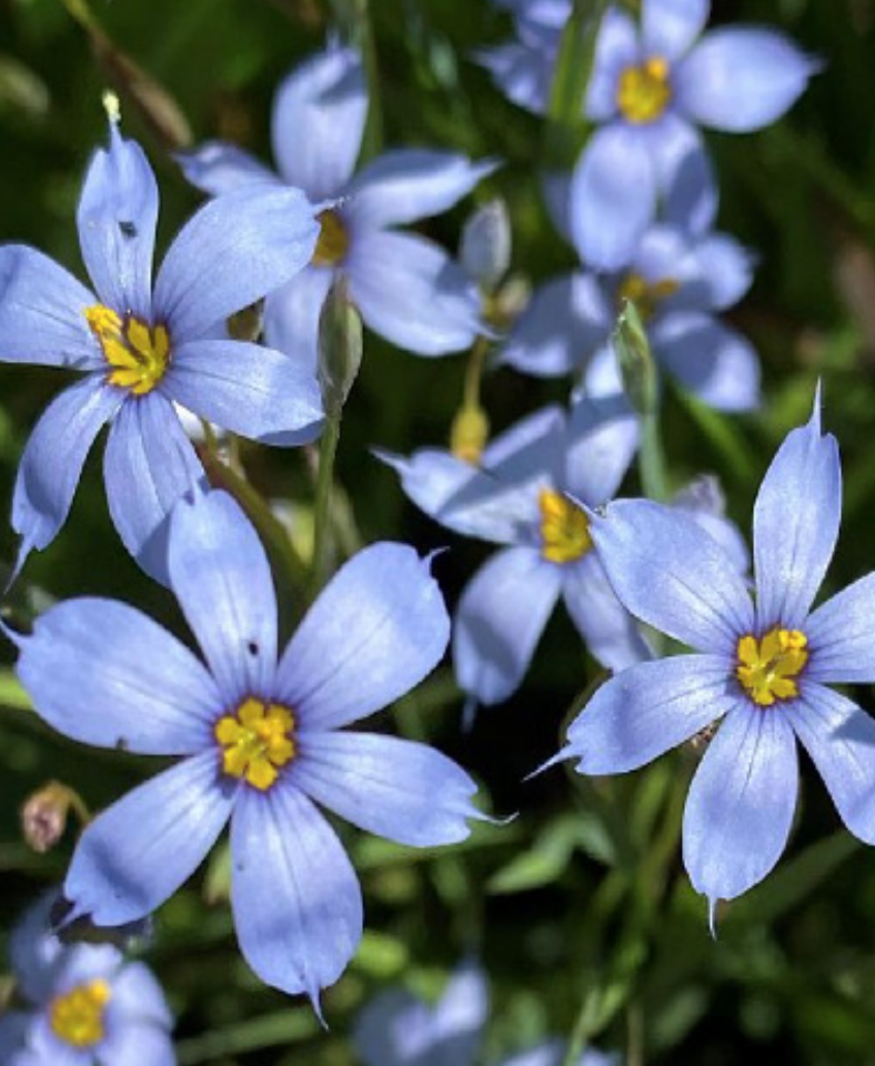 Sisyrinchium bellum (Blue Eyed Grass) - 1 gal