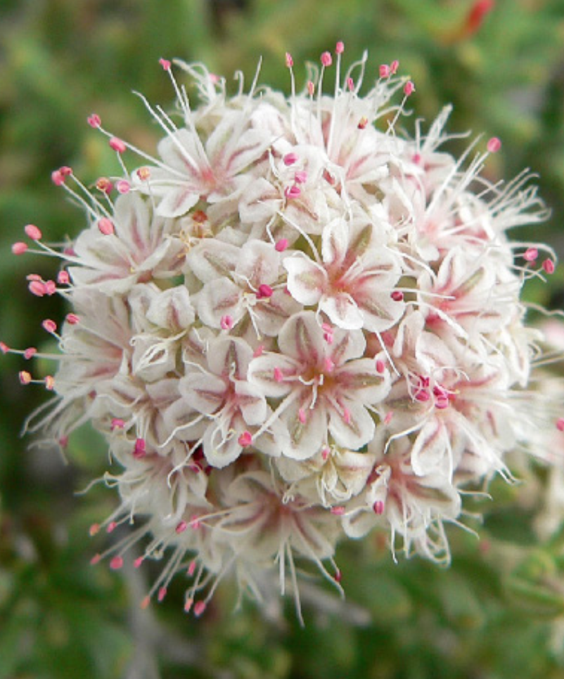 Eriogonum fasciculatum (CA Buckwheat) - 1g