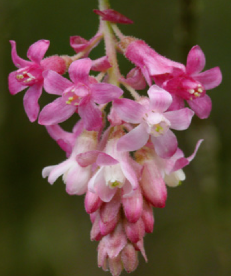 Ribes sanguineum var. glutinosum - 1g