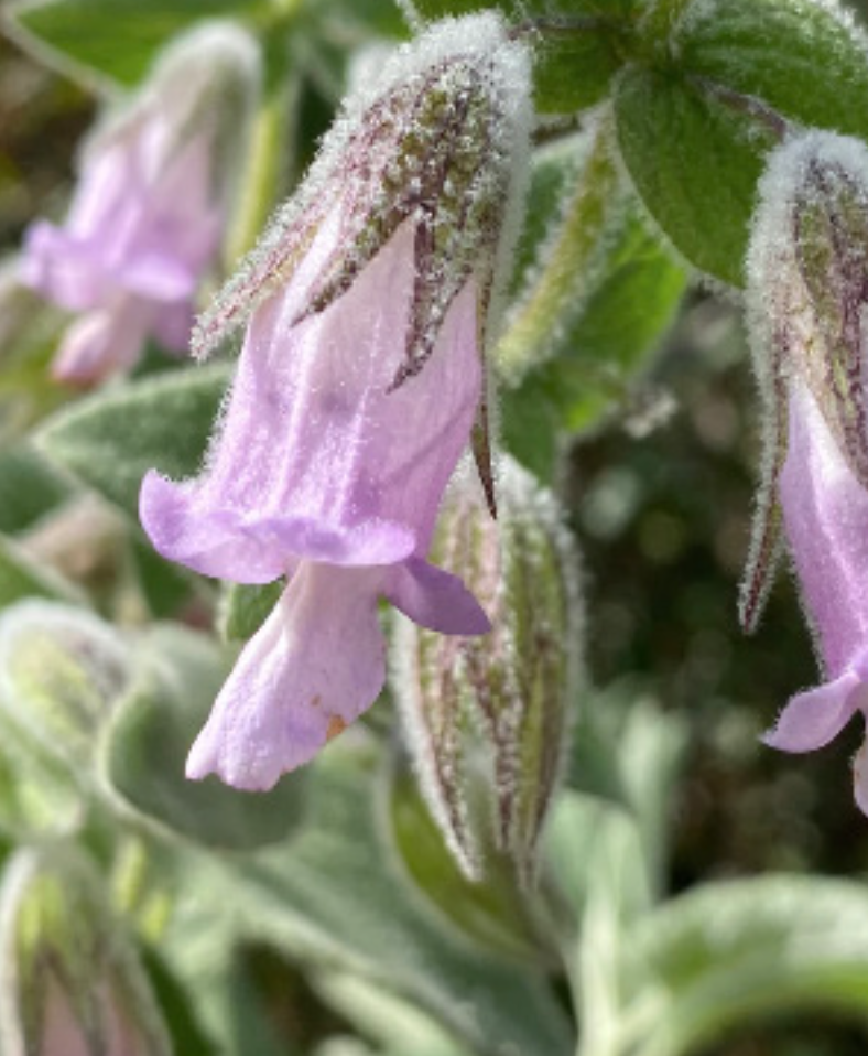 Lepechinia fragrans (Pitcher Sage) - 1g