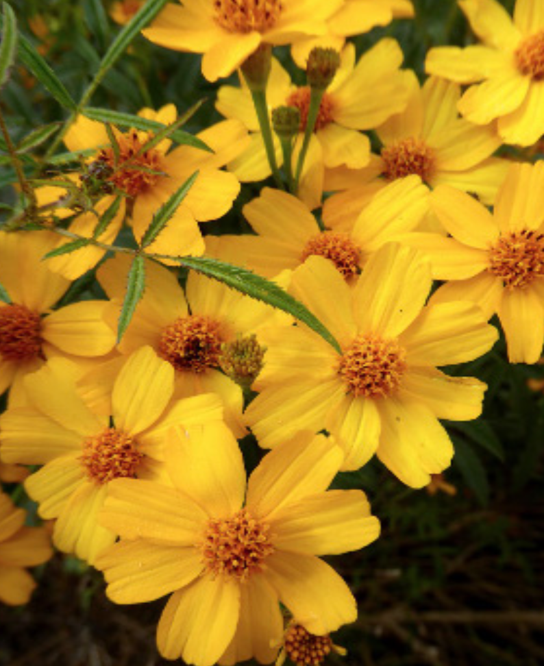 Tagetes Lemonii