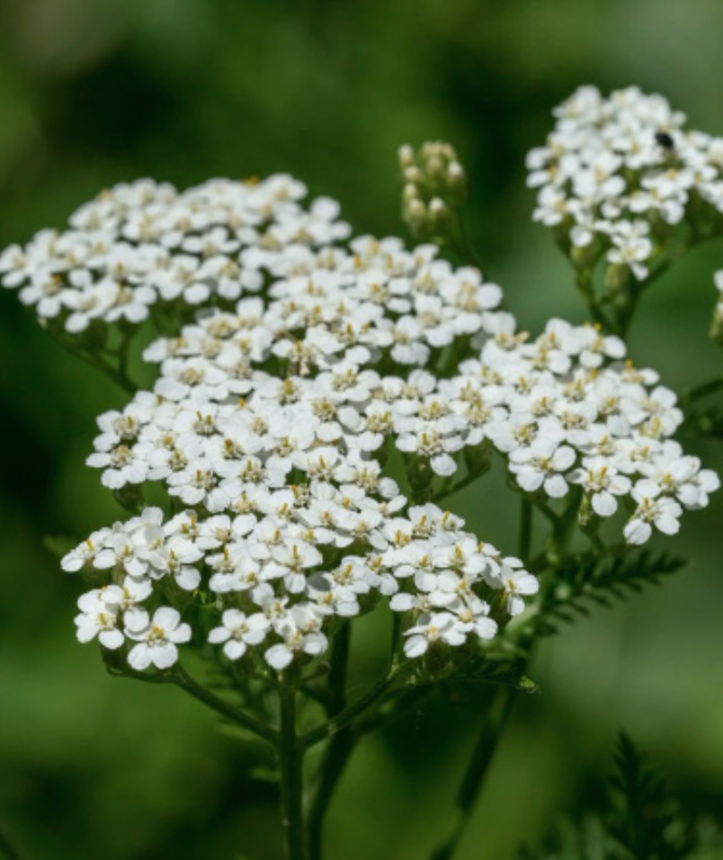 Achillea millefolium (Common Yarrow) - 1g