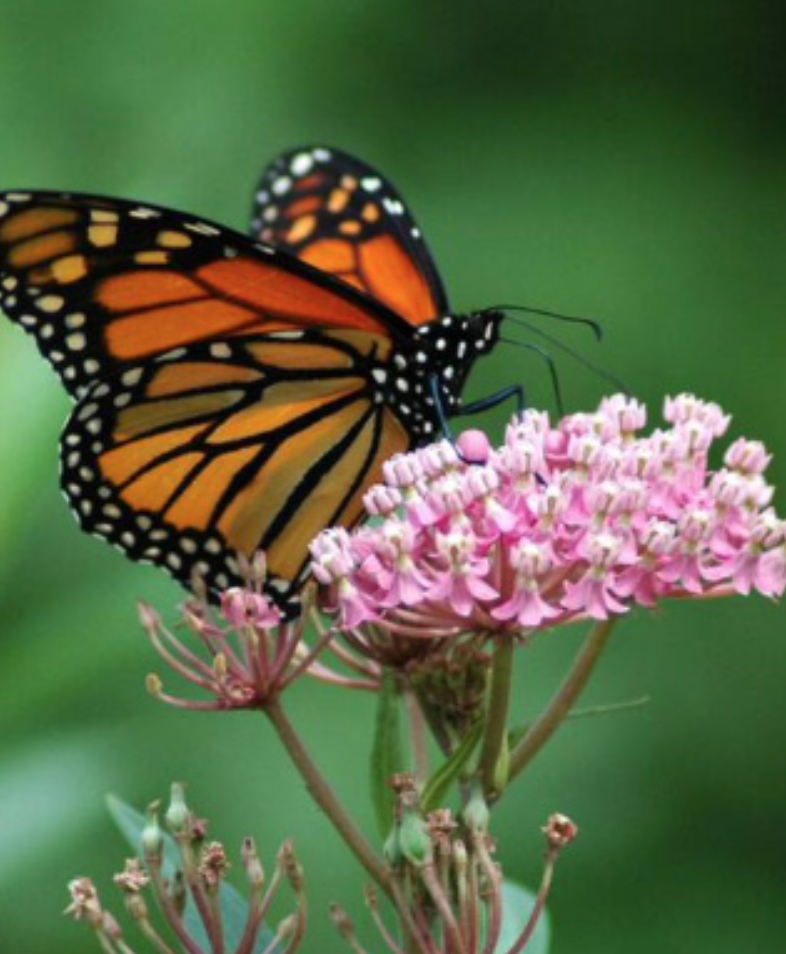 Asclepias fascicularis (Narrow leaf Milkweed) - 5&quot; (CG)