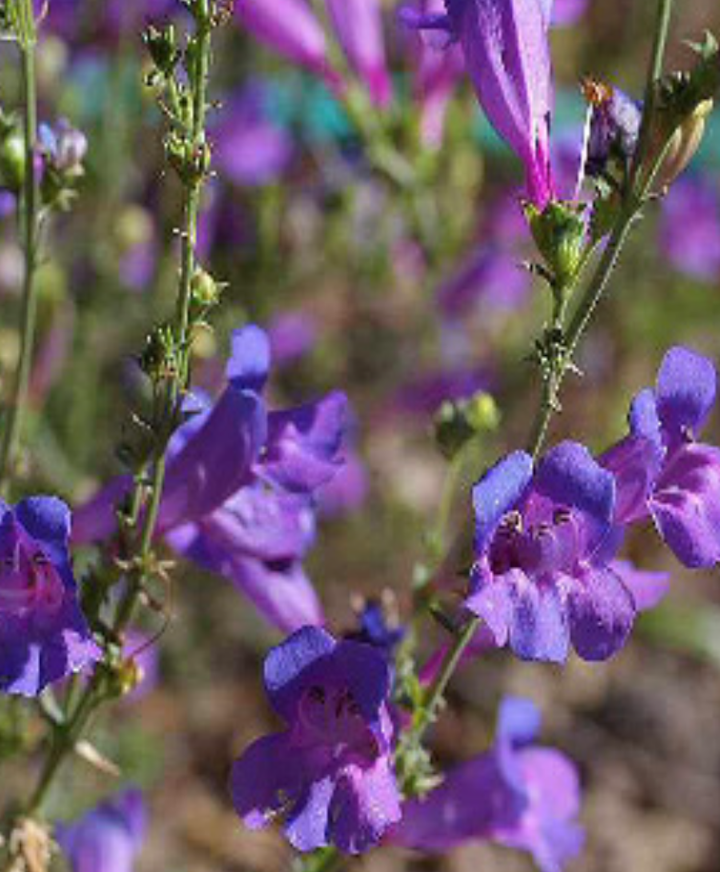 Penstemon &#39;Margarita BOP&#39; - 1g