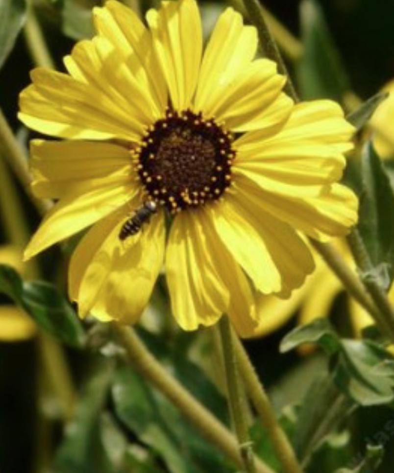 Encelia californica (CA Coast Sunflower) - 1g