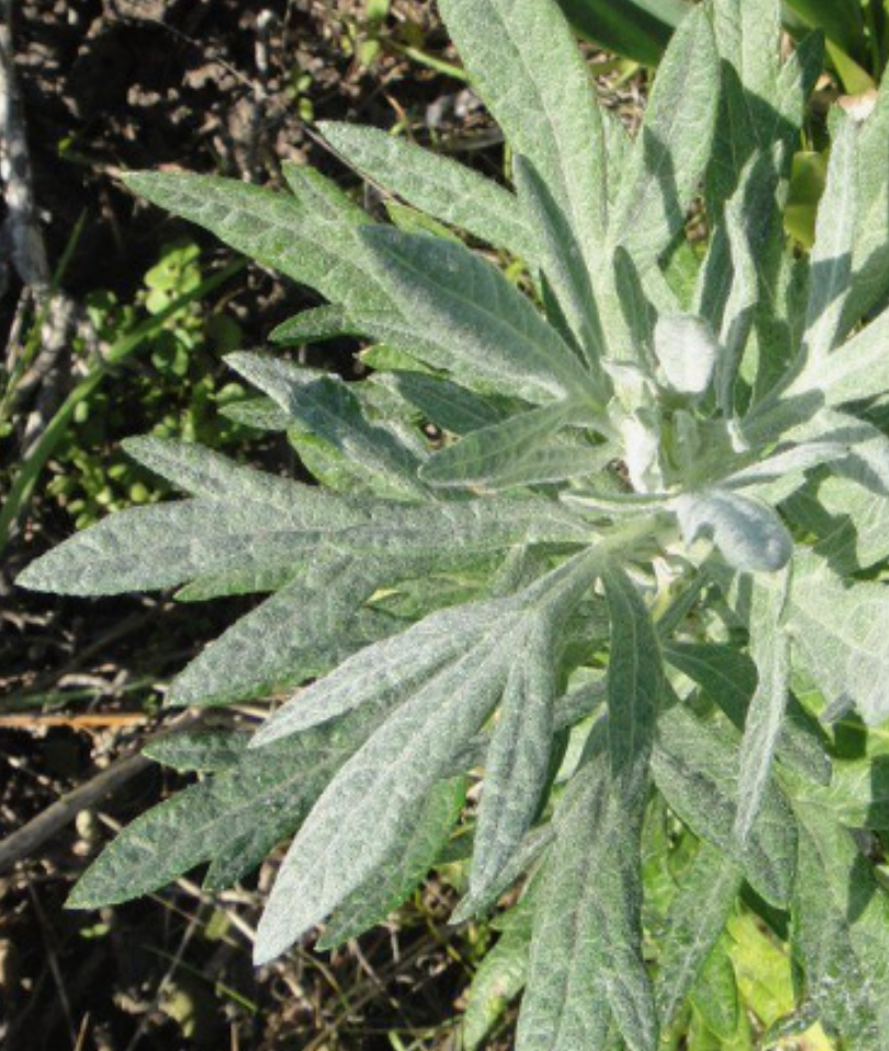 Artemisia douglasiana (Mugwort) - 1g