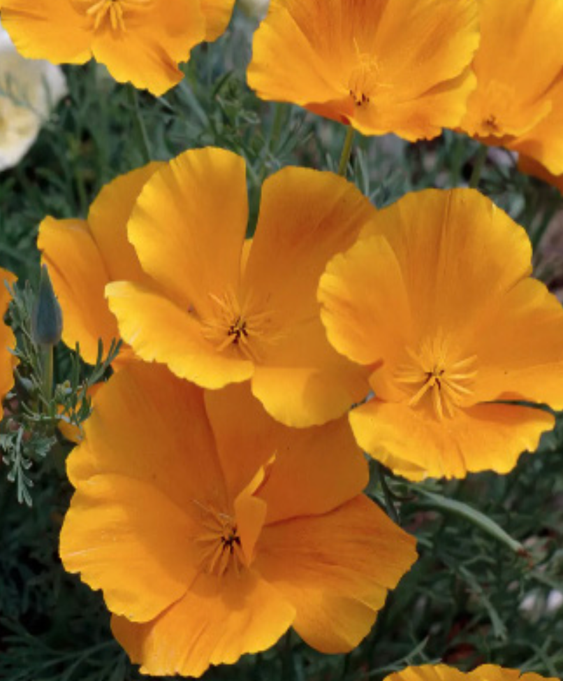 California Poppy - 4&quot;