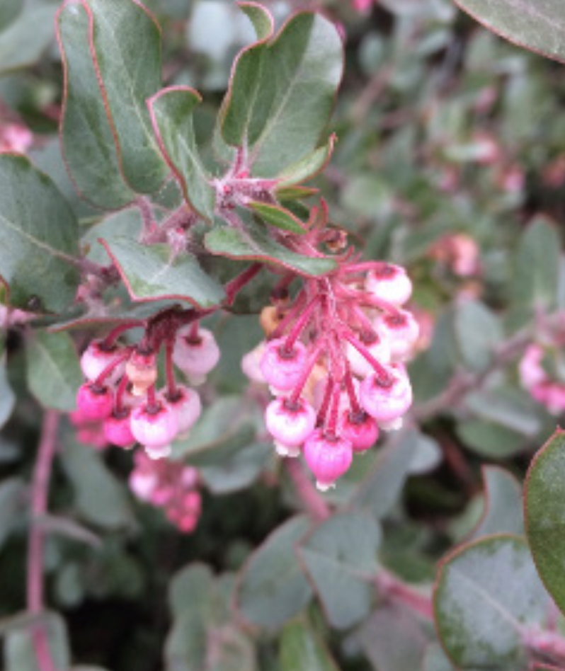 John Dourley Manzanita - 5gal
