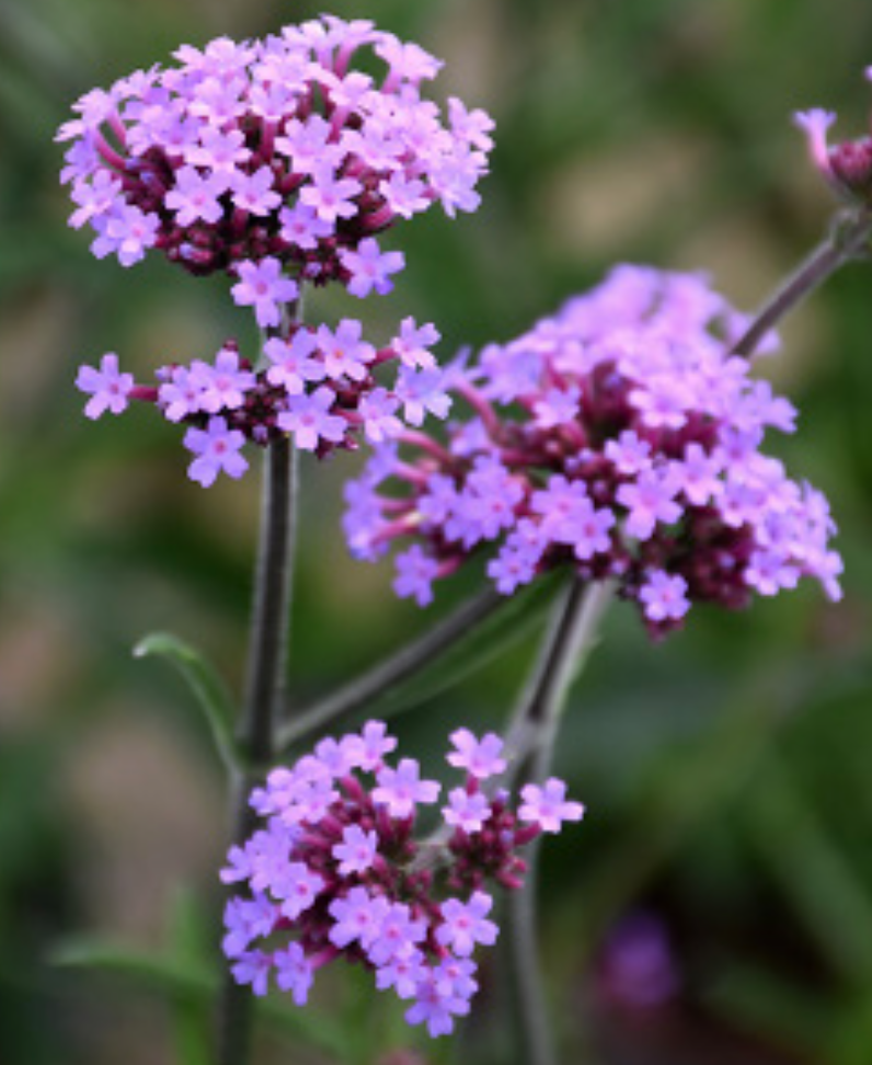 Verbena &#39;Lollipop&#39; - 1g