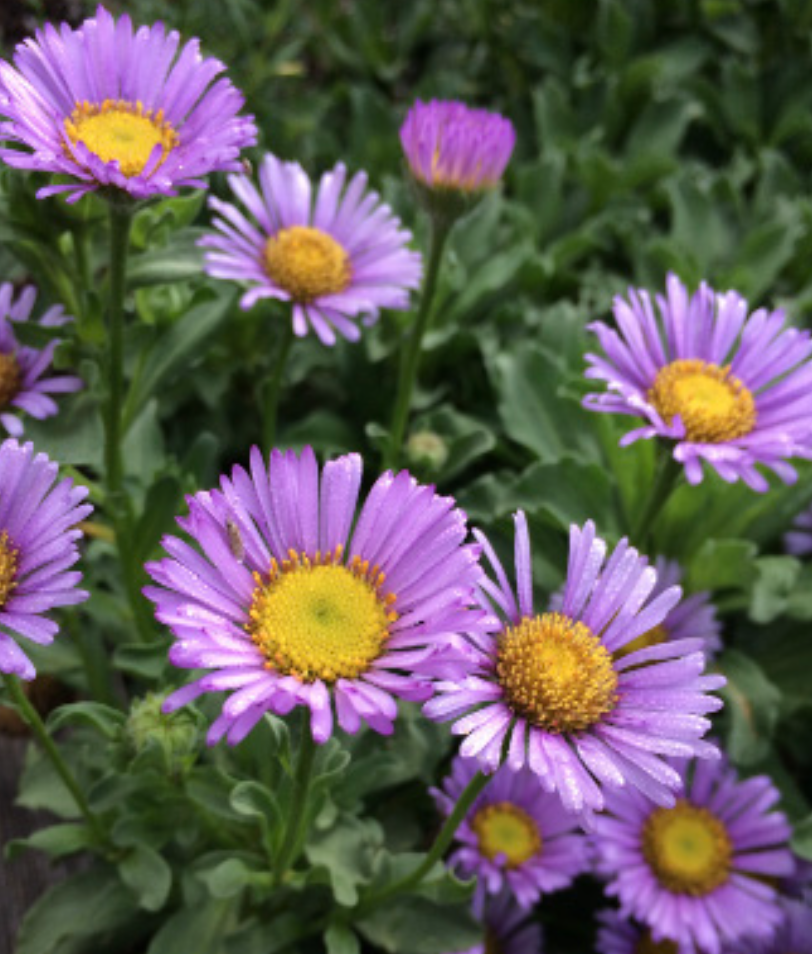 Erigeron glaucus &#39;Cape Sebastian&#39; - 1g