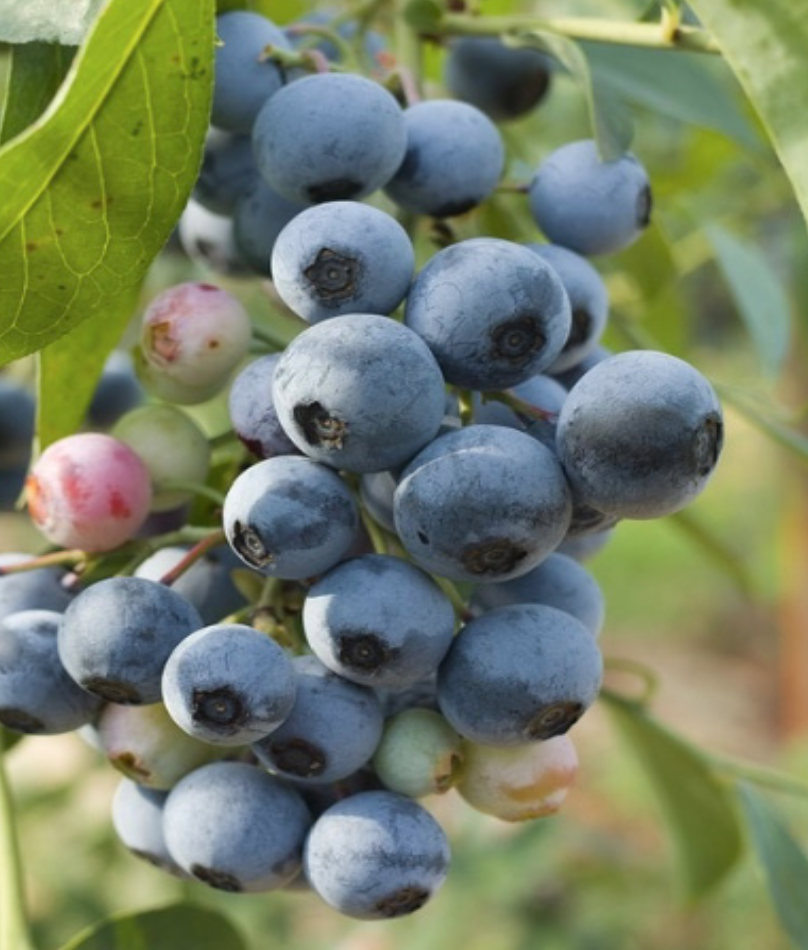 Biloxi Southern Highbush Blueberry - 2g