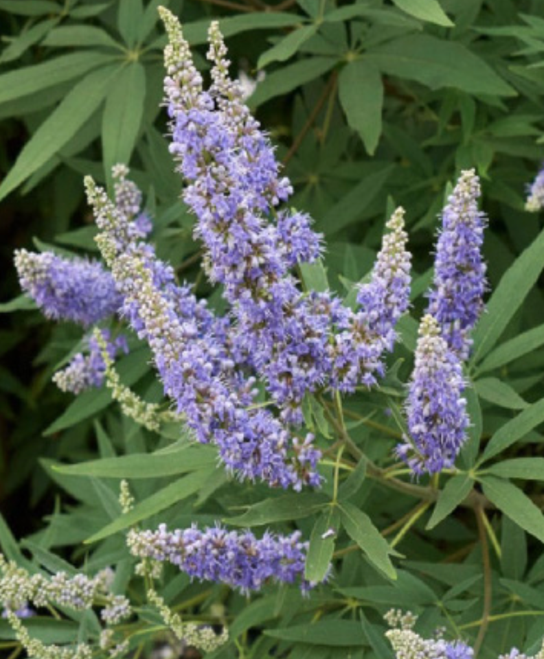 Chaste Tree (vitex agnus-castus) - 5 gal