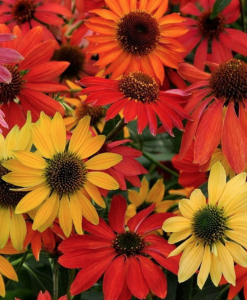 Echinacea &#39;Cheyenne Spirit - 1g