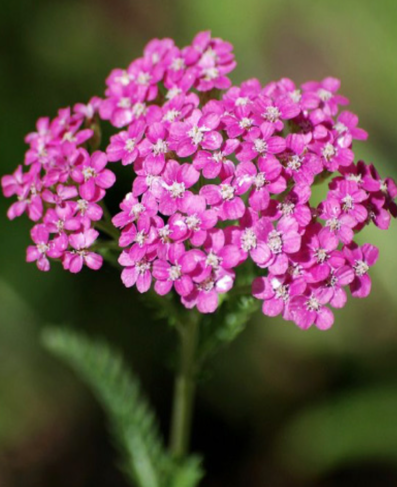Achillea millefolium &#39;Island Pink&#39;- 4&quot;