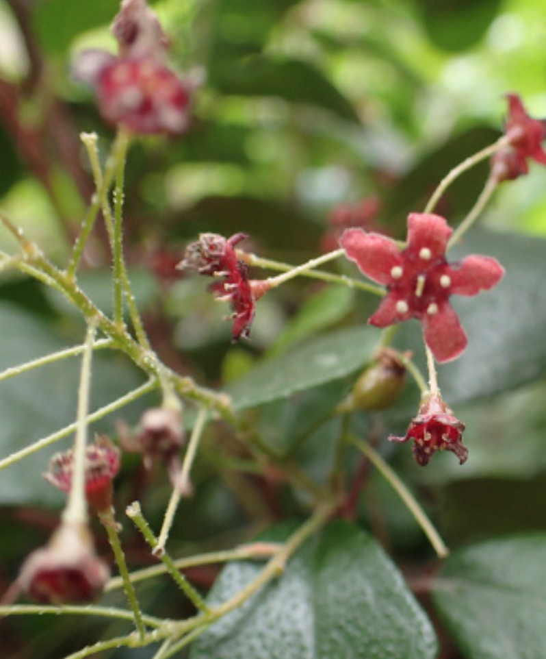Ribes viburnifolium (Catalina Currant) - 1g
