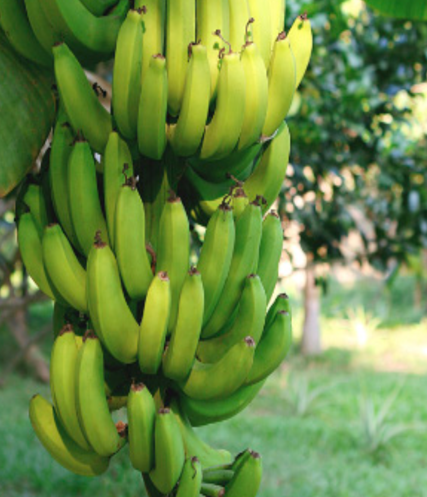 Grand Nain Banana - 5g