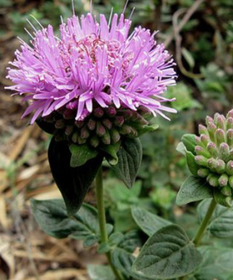 Monardella villiosa (Coyote Mint) - 1 gal