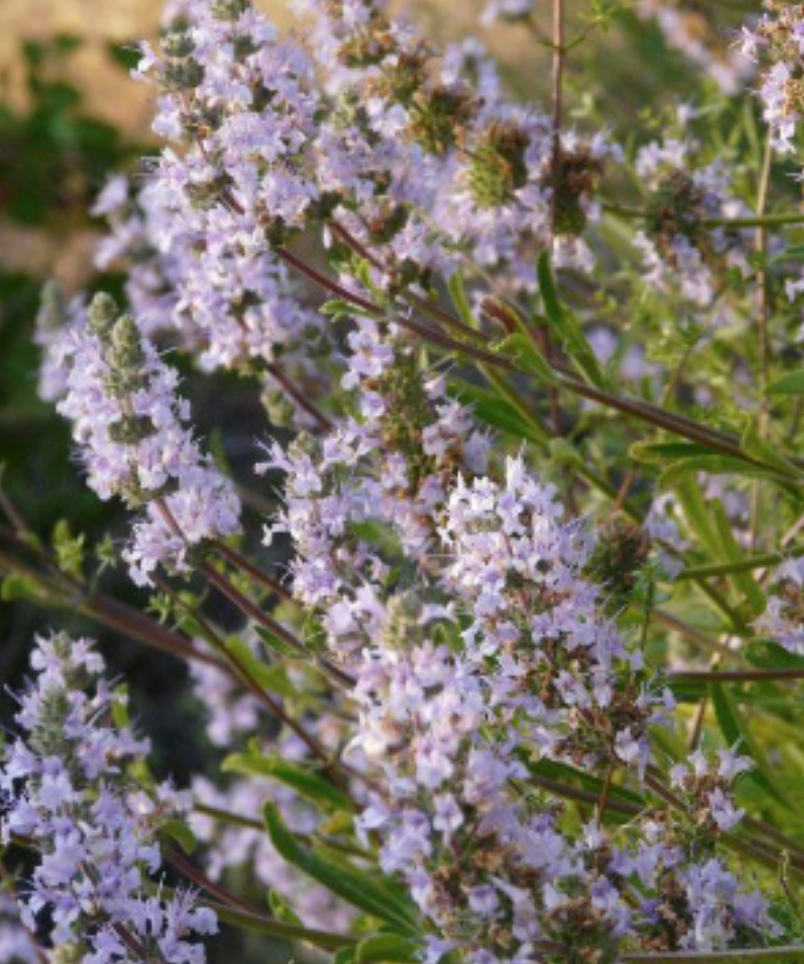 Salvia &#39;Mrs Beard&#39; - 1gal