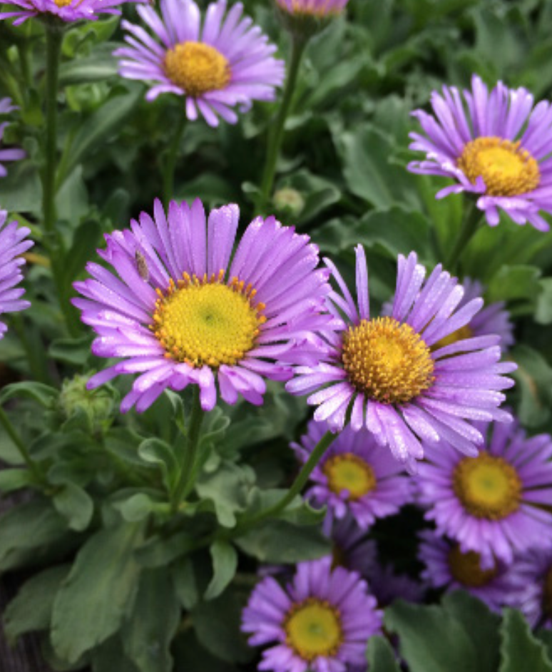 Erigeron glaucus &#39;WR&#39; (Seaside Daisy) - 1g