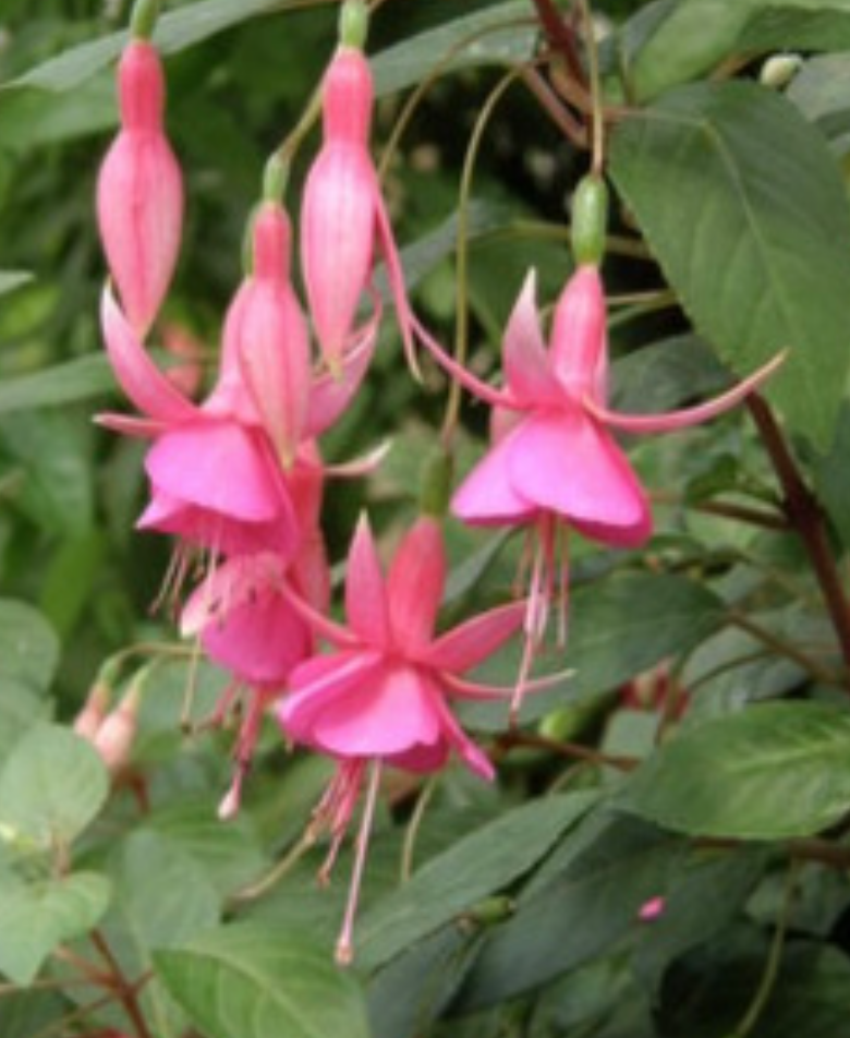 Fuchsia &#39;Mrs JD Fedricks&#39; - 1g