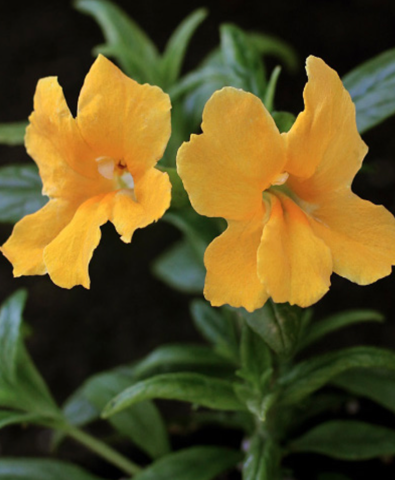 Mimulus &#39;Jelly Bean Gold&#39; (Monkeyflower) - 1g