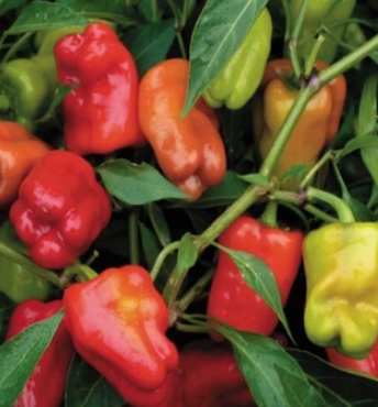 Bell Pepper &#39;Cajun Belle&#39; - 4&quot;